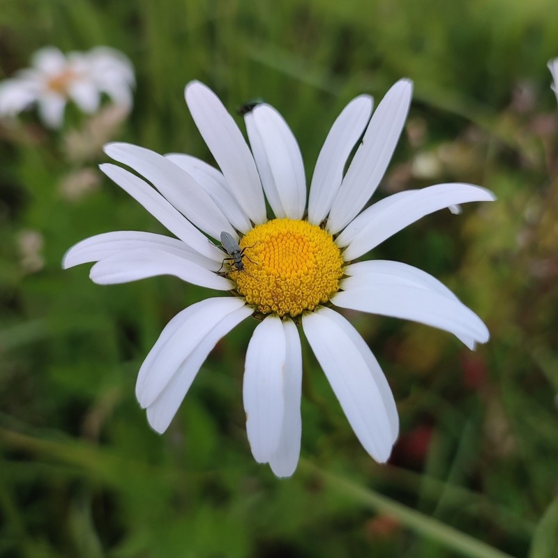 Leucanthemum cantabricum photo 3