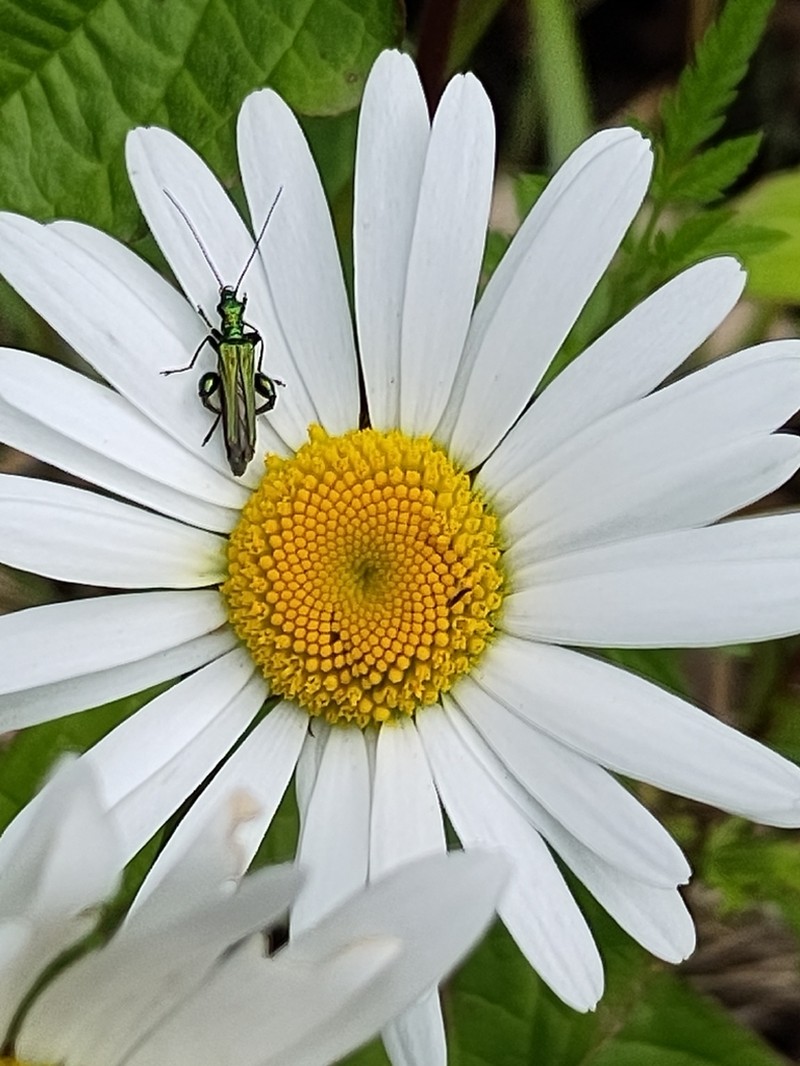 Leucanthemum cantabricum photo 4
