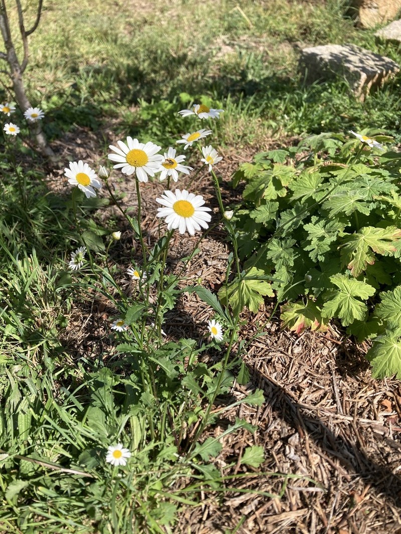 Leucanthemum cantabricum photo 5
