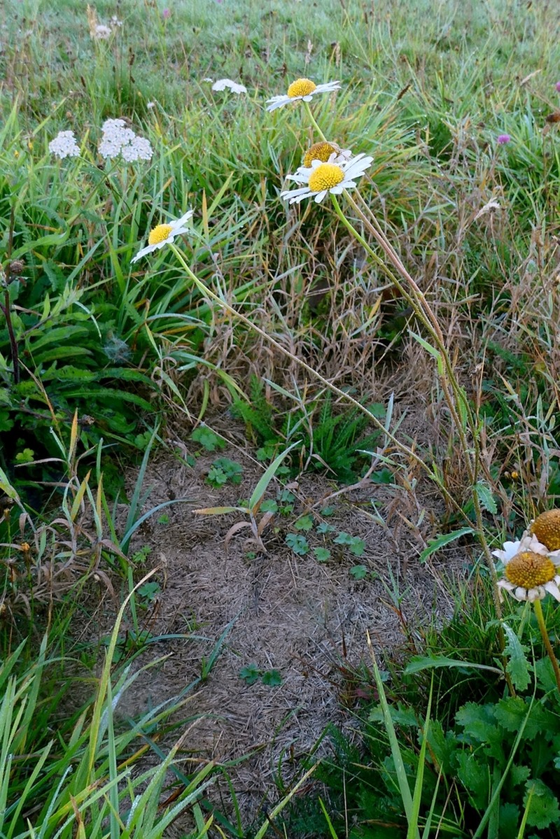Leucanthemum cantabricum photo 6