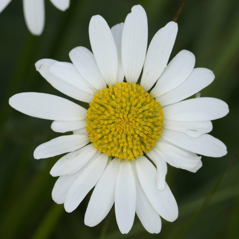 Leucanthemum cantabricum photo 7