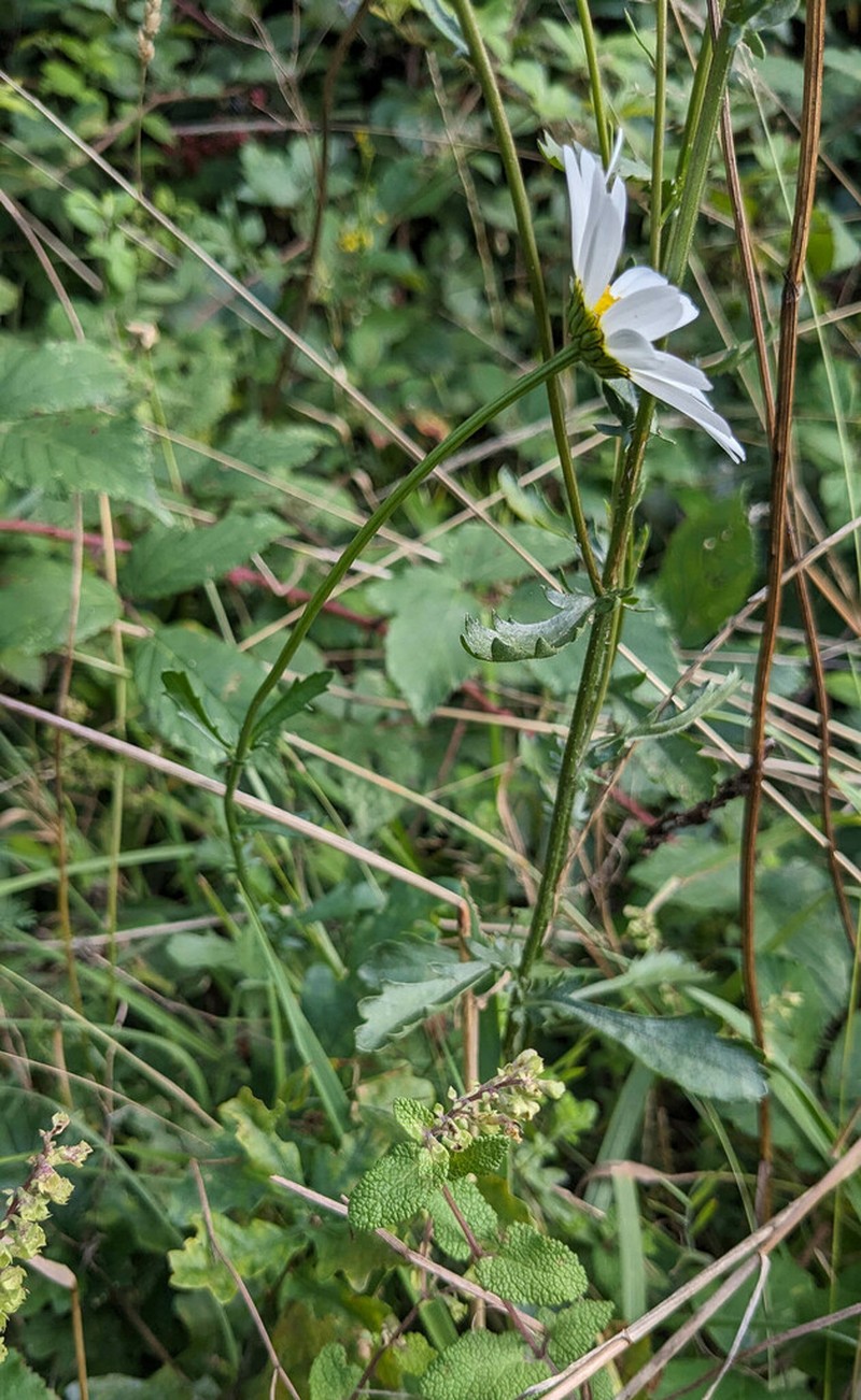 Leucanthemum cantabricum photo 8