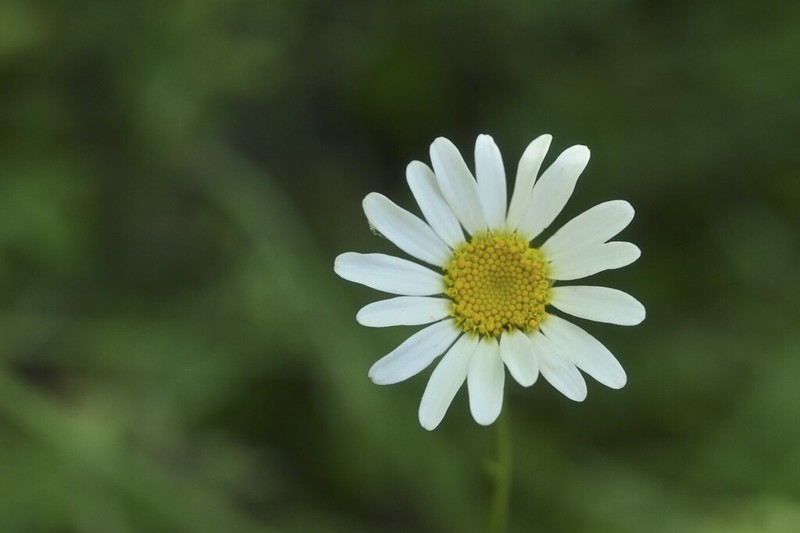 Leucanthemum catalaunicum photo 2