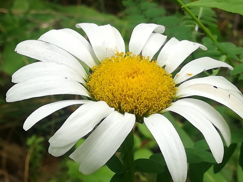 Leucanthemum catalaunicum photo 4
