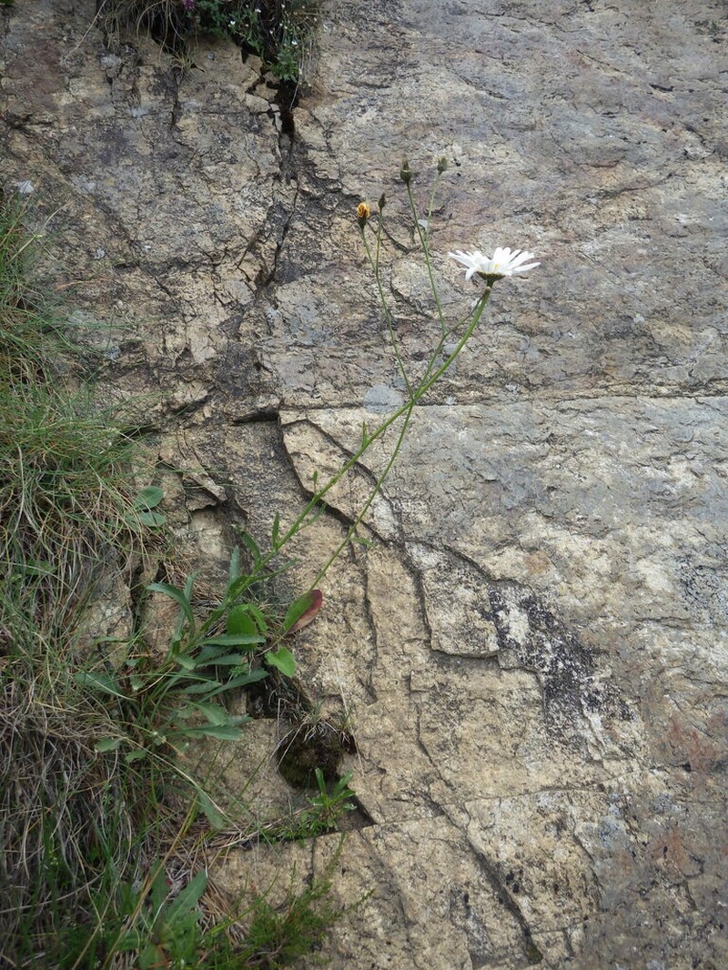 Leucanthemum catalaunicum photo 5