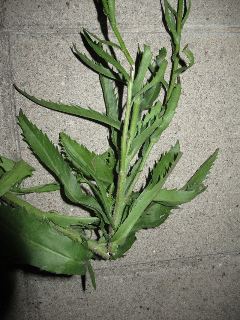 Leucanthemum catalaunicum photo 6