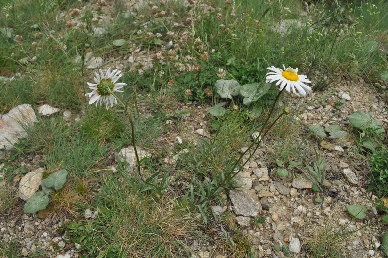 Leucanthemum catalaunicum
