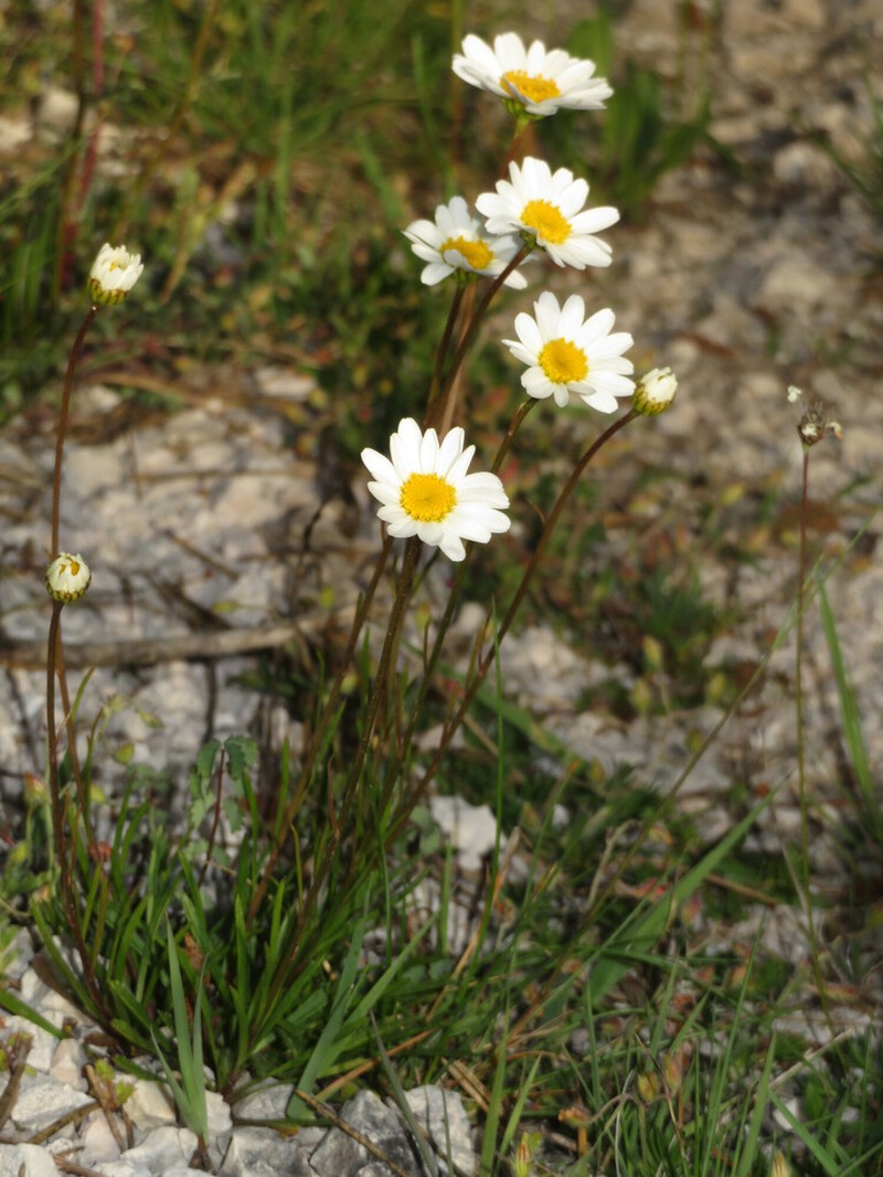 Leucanthemum chloroticum photo 2