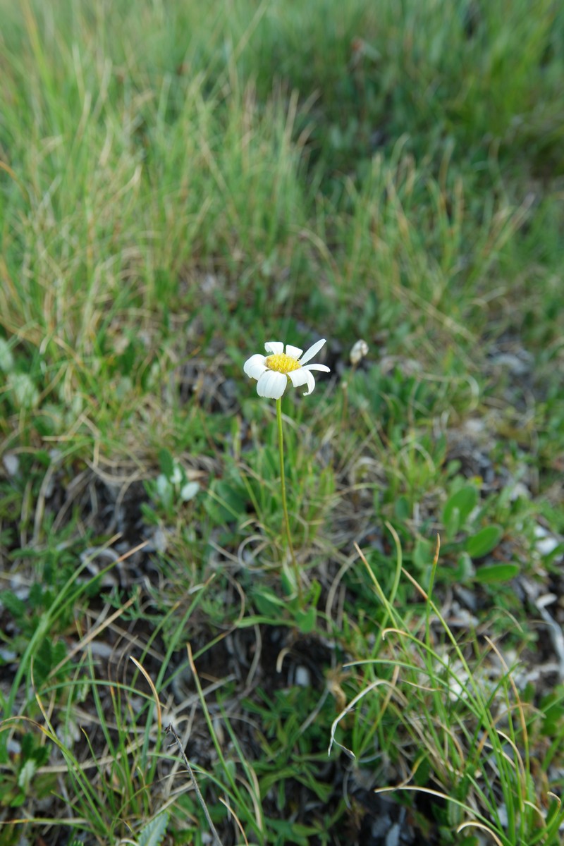 Leucanthemum chloroticum