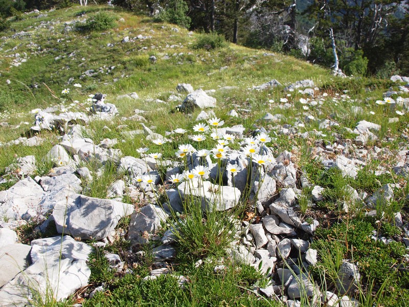 Leucanthemum chloroticum photo 3