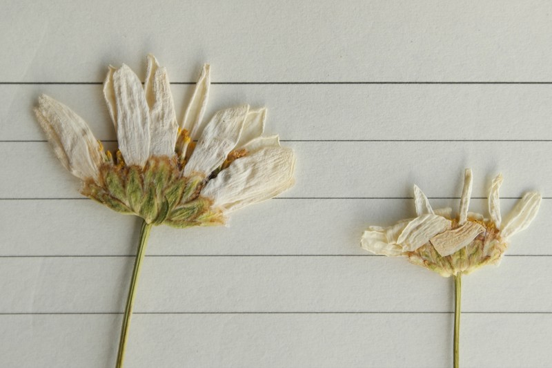 Leucanthemum chloroticum photo 4