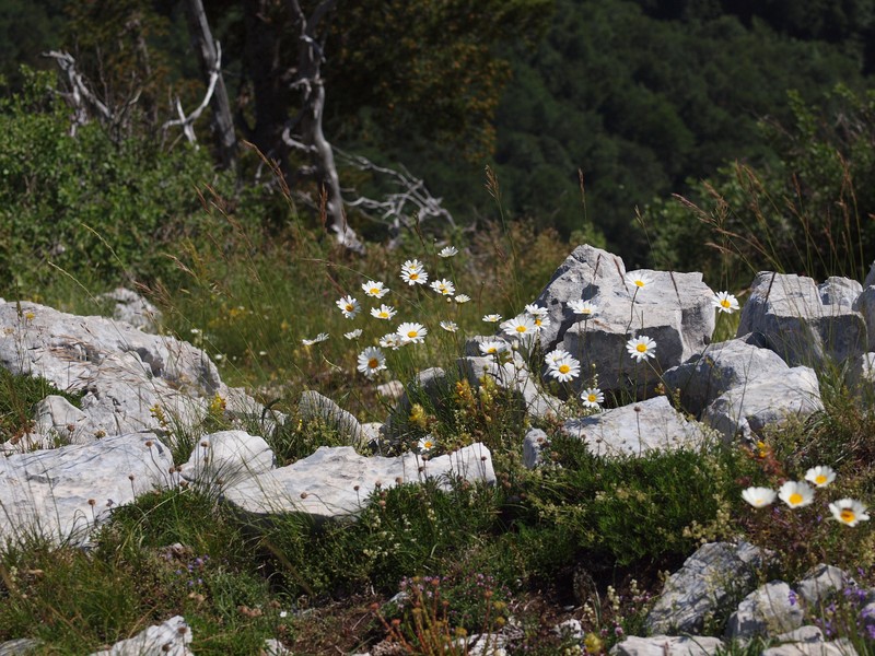 Leucanthemum chloroticum photo 5