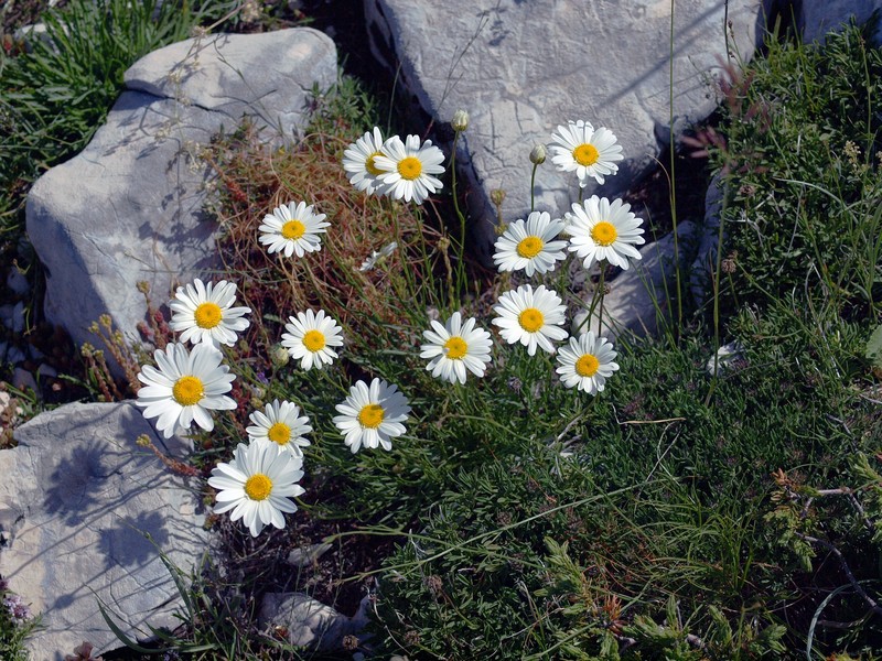 Leucanthemum chloroticum photo 6