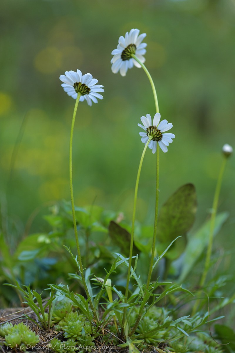 Leucanthemum coronopifolium