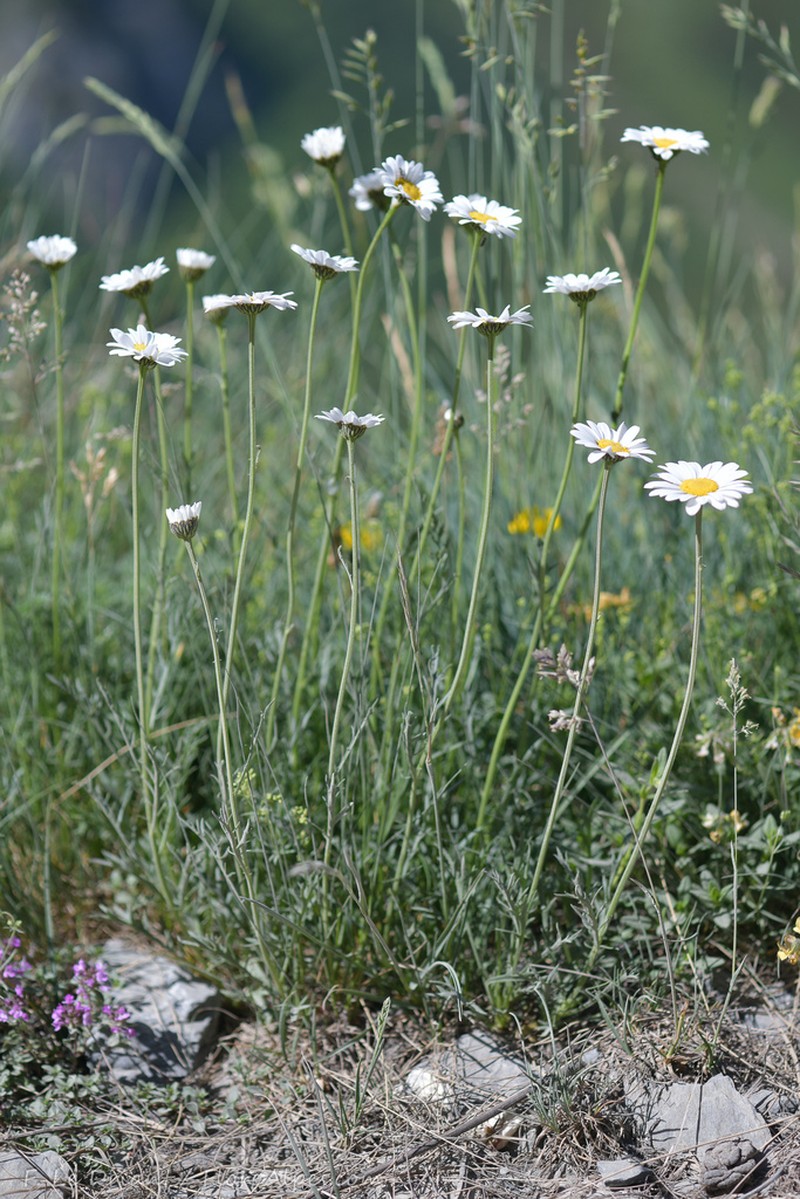 Leucanthemum coronopifolium photo 2