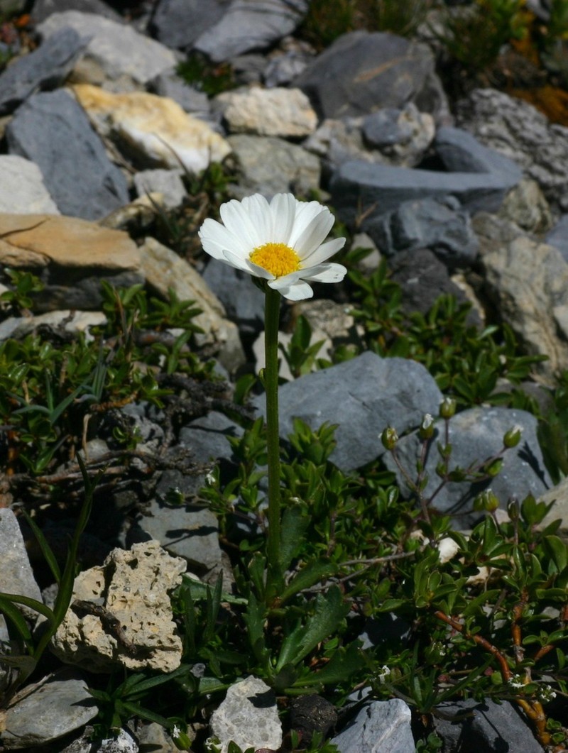 Leucanthemum coronopifolium photo 3