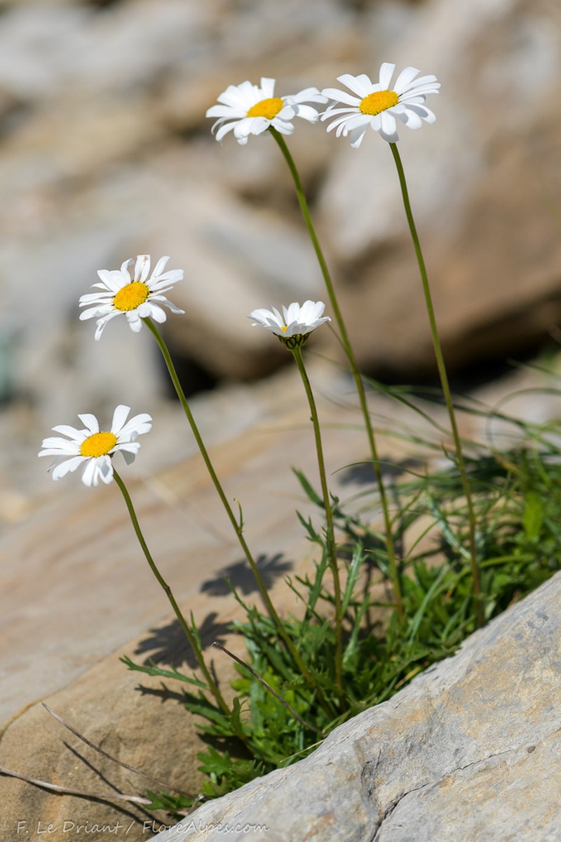 Leucanthemum coronopifolium photo 4