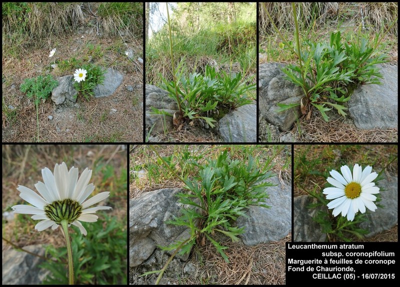 Leucanthemum coronopifolium photo 5