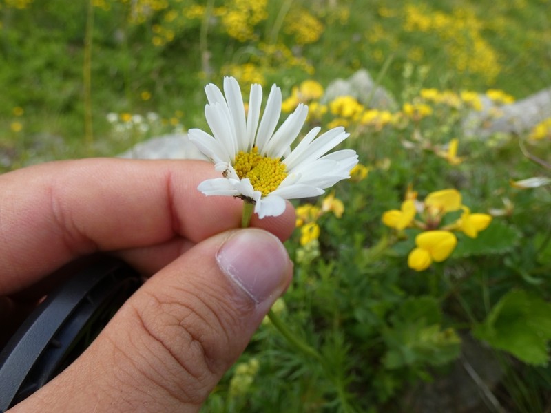 Leucanthemum coronopifolium photo 7