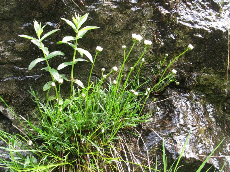 Leucanthemum coronopifolium photo 8