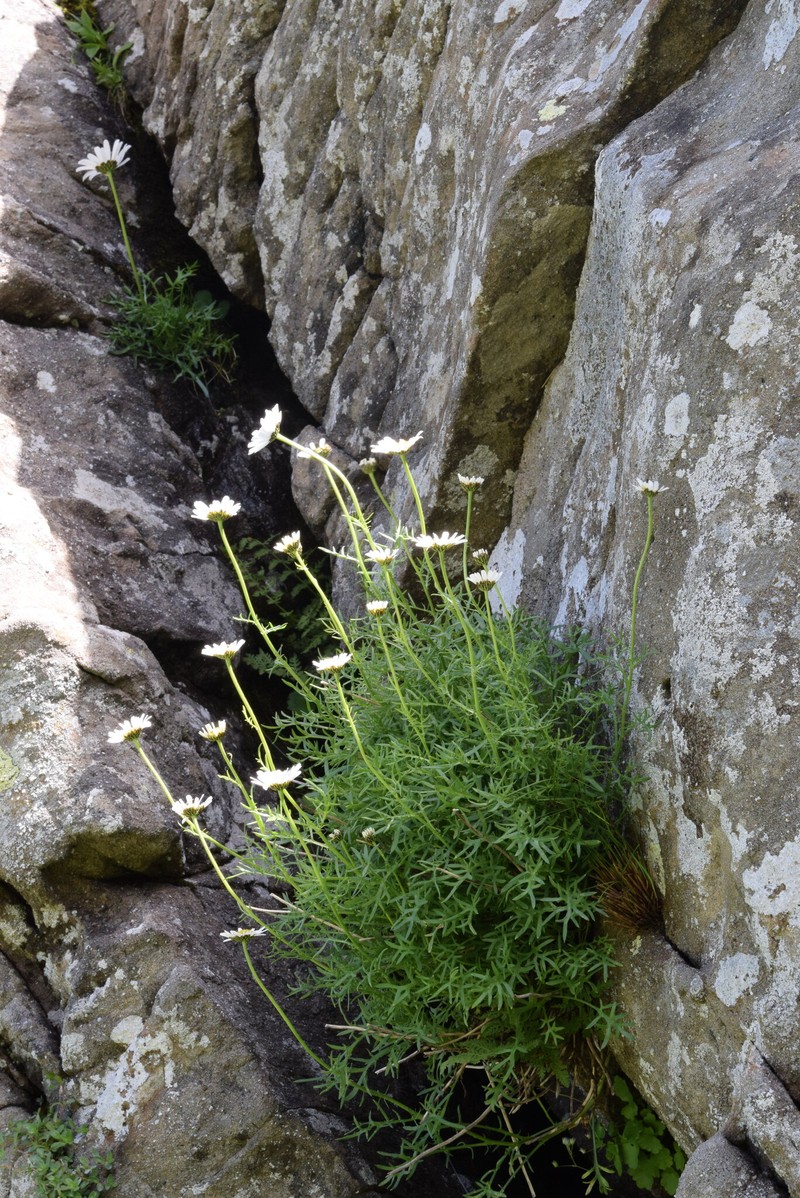 Leucanthemum coronopifolium subsp. ceratophylloides