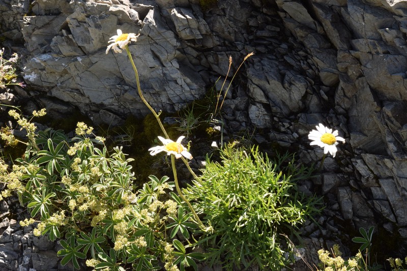 Leucanthemum coronopifolium subsp. ceratophylloides photo 2
