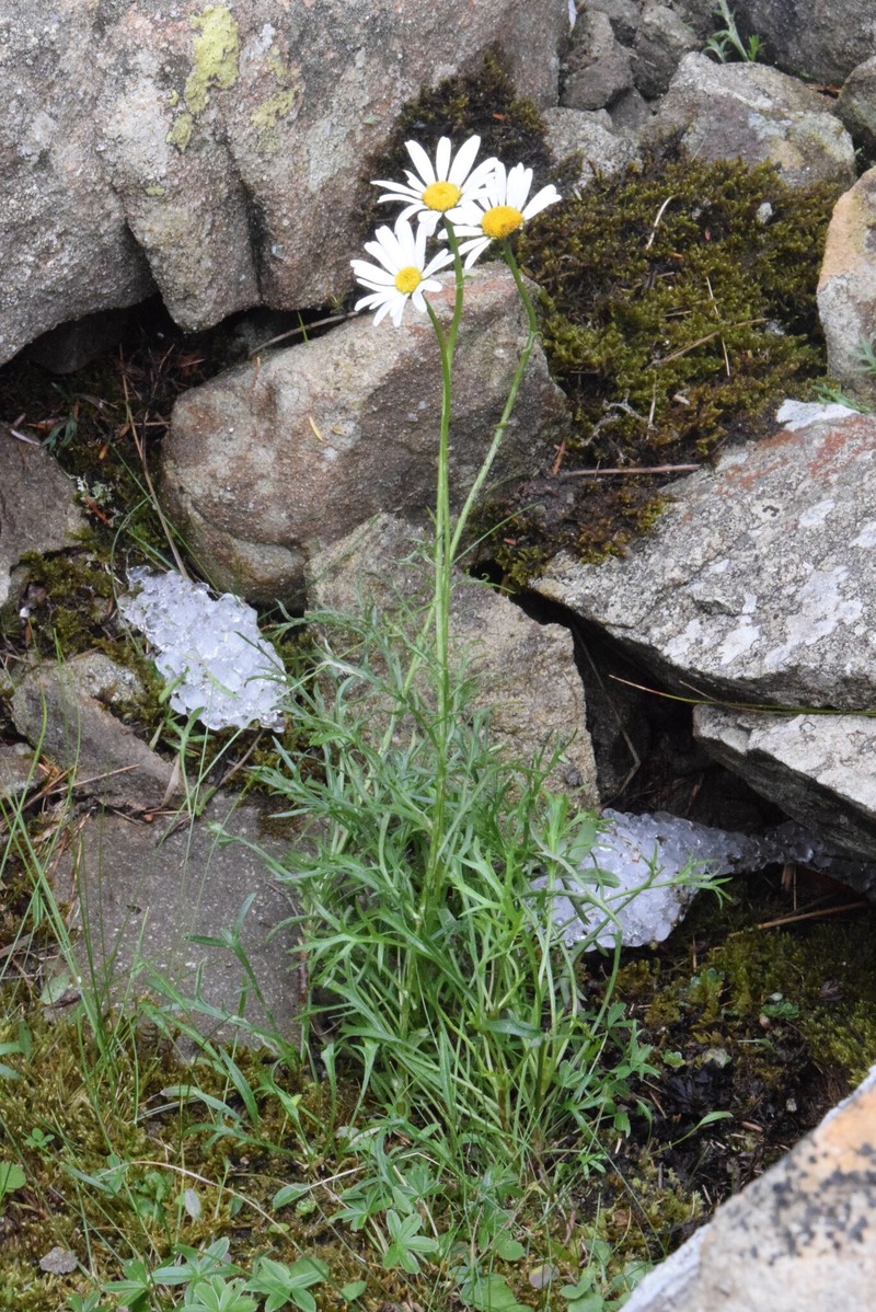 Leucanthemum coronopifolium subsp. ceratophylloides photo 3