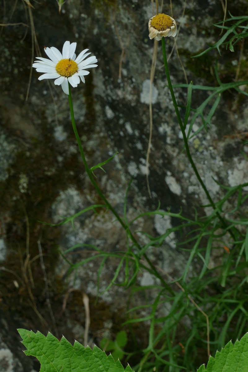 Leucanthemum coronopifolium subsp. ceratophylloides photo 4