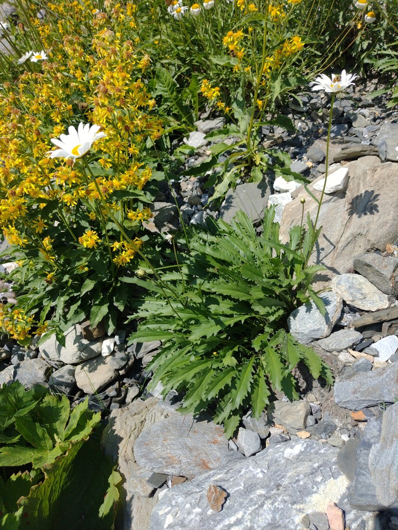 Leucanthemum coronopifolium subsp. coronopifolium