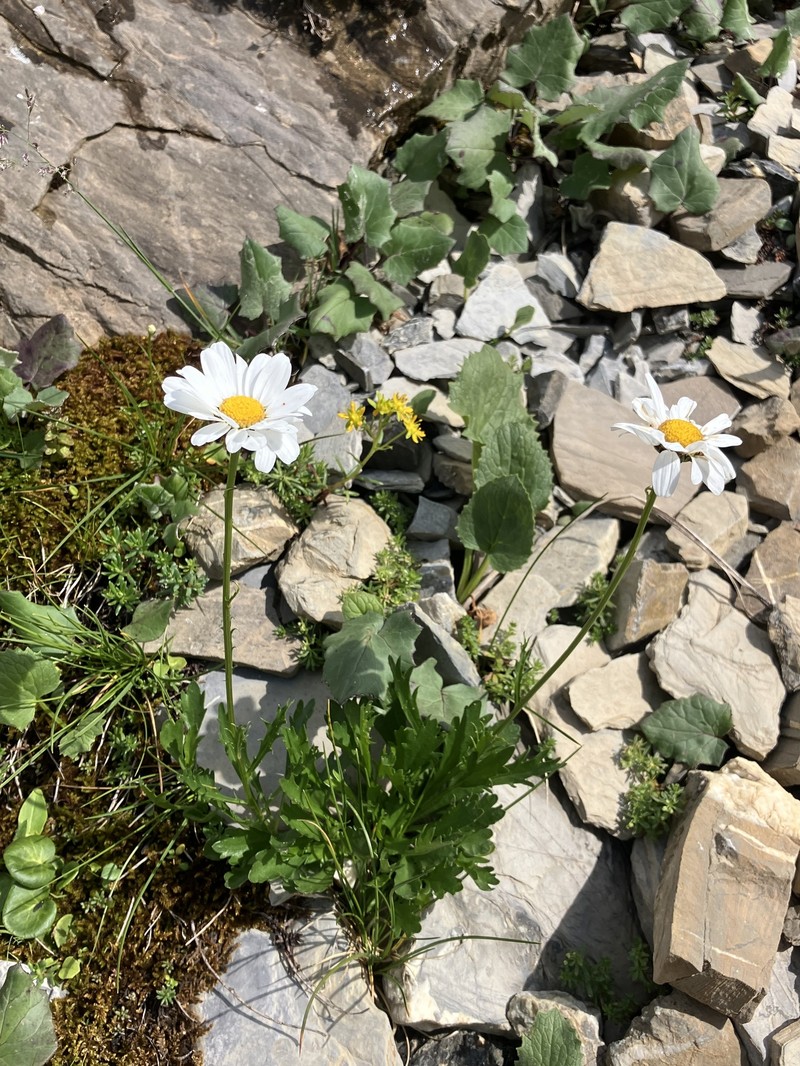Leucanthemum coronopifolium subsp. coronopifolium photo 2