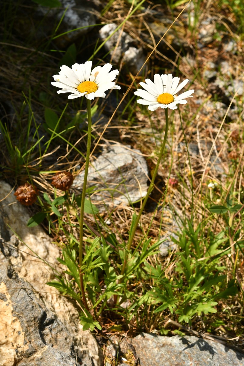 Leucanthemum coronopifolium subsp. coronopifolium photo 3