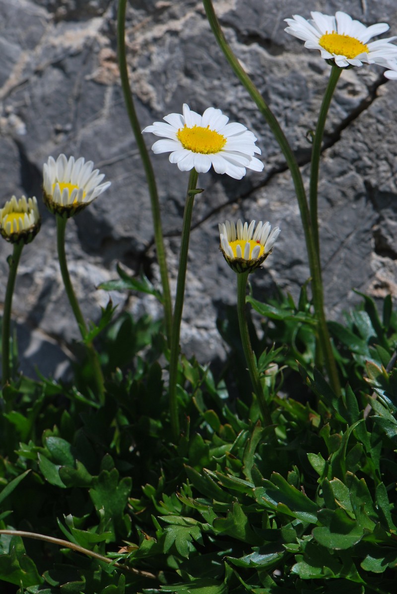 Leucanthemum coronopifolium subsp. coronopifolium photo 4