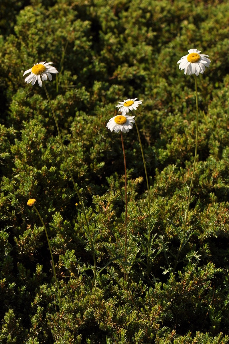Leucanthemum corsicum