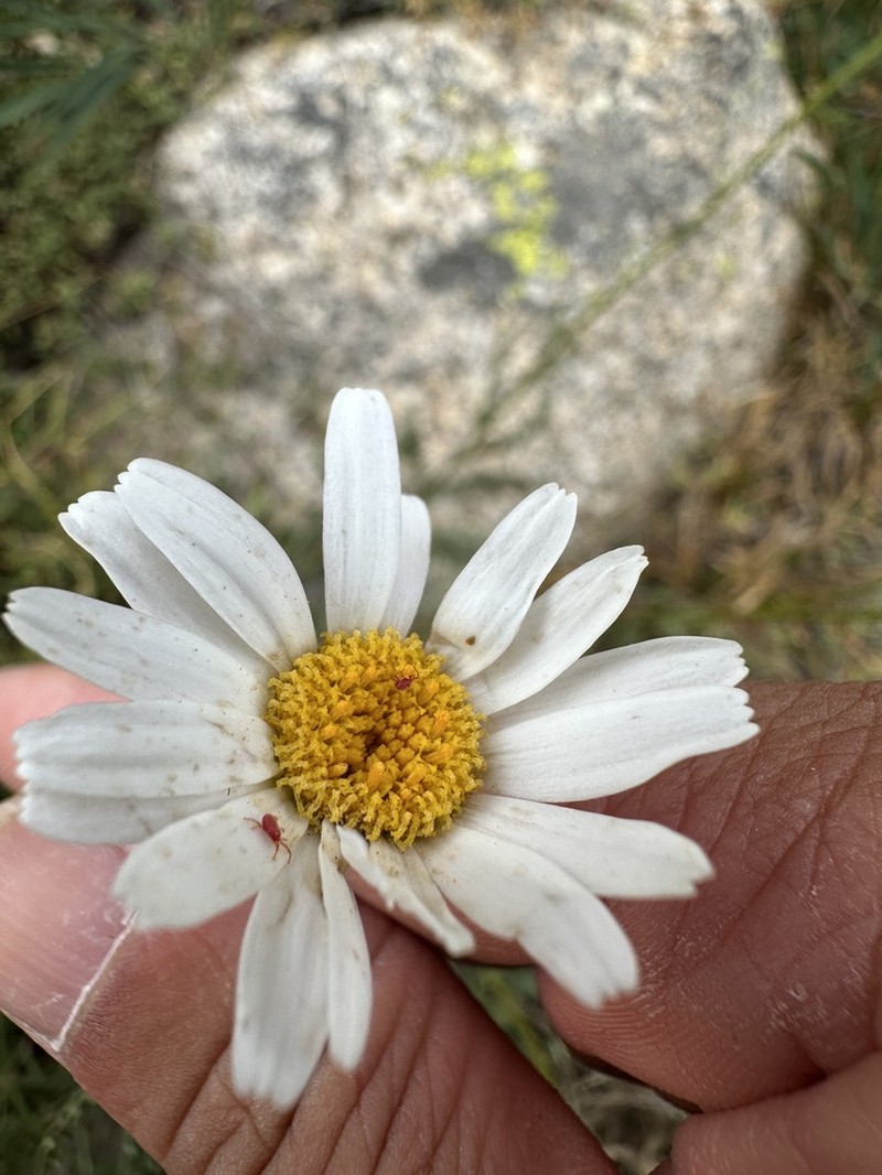 Leucanthemum corsicum photo 2