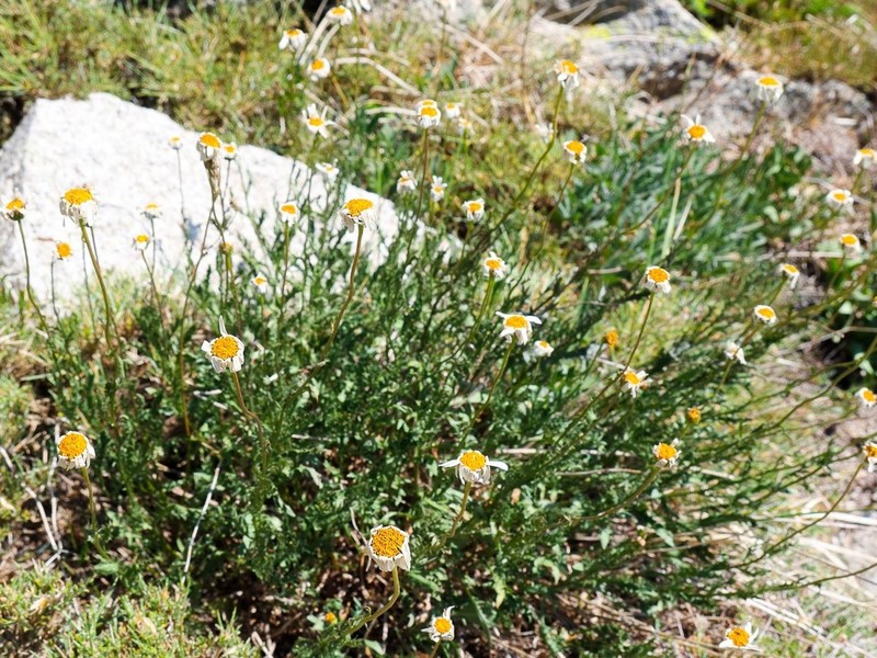 Leucanthemum corsicum photo 4