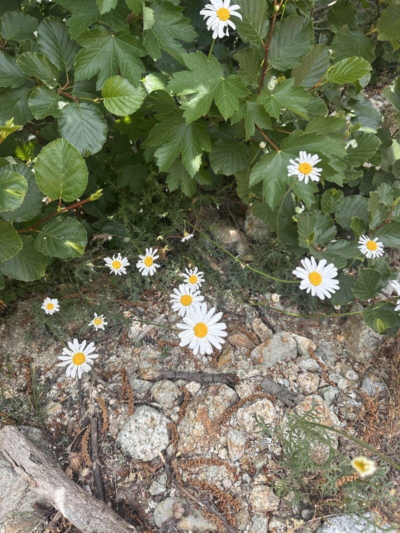 Leucanthemum corsicum photo 5
