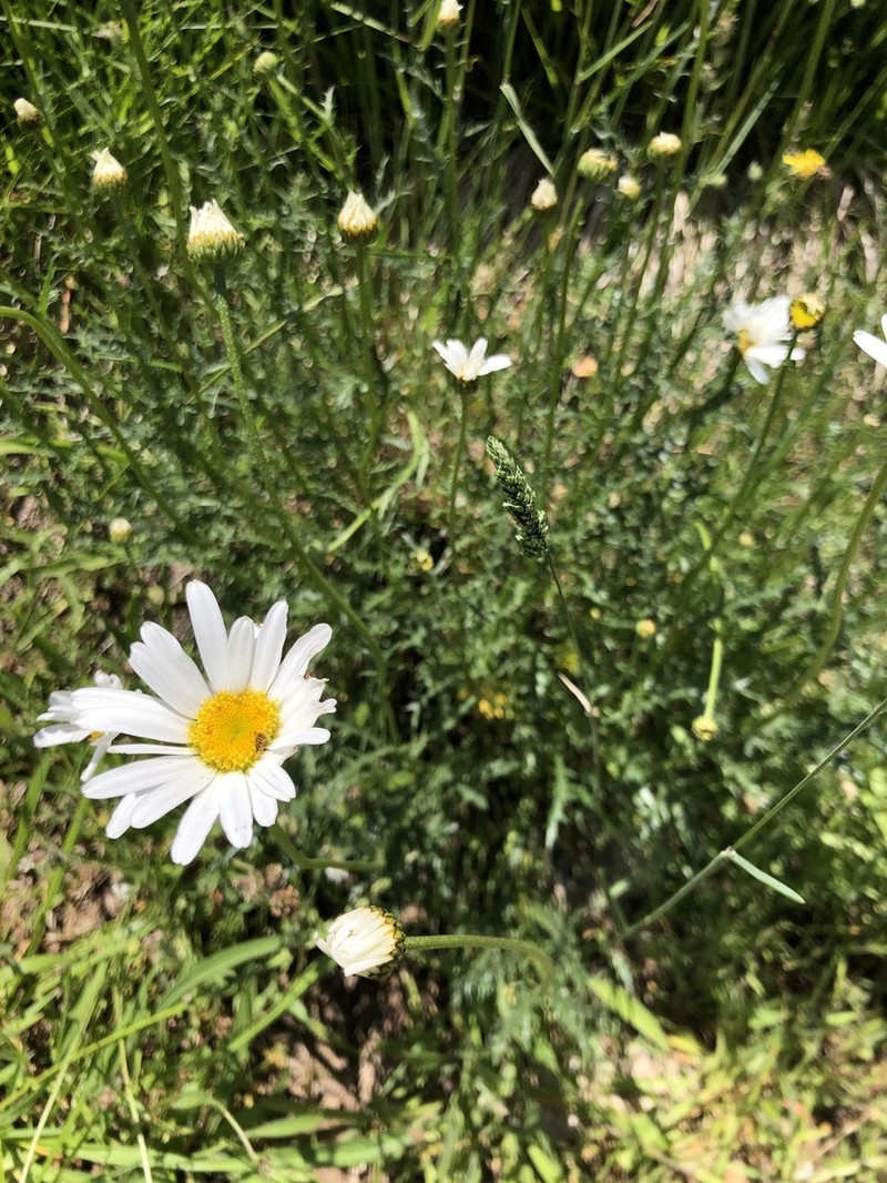 Leucanthemum corsicum photo 6