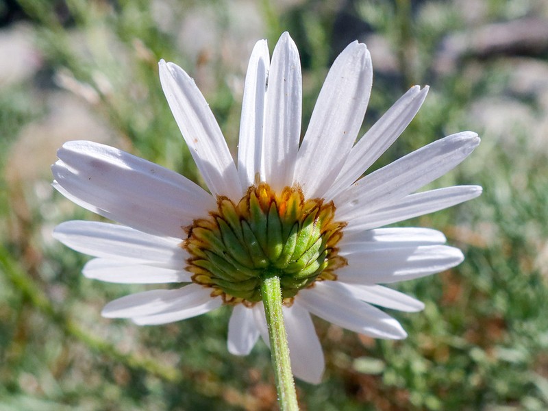 Leucanthemum corsicum photo 7