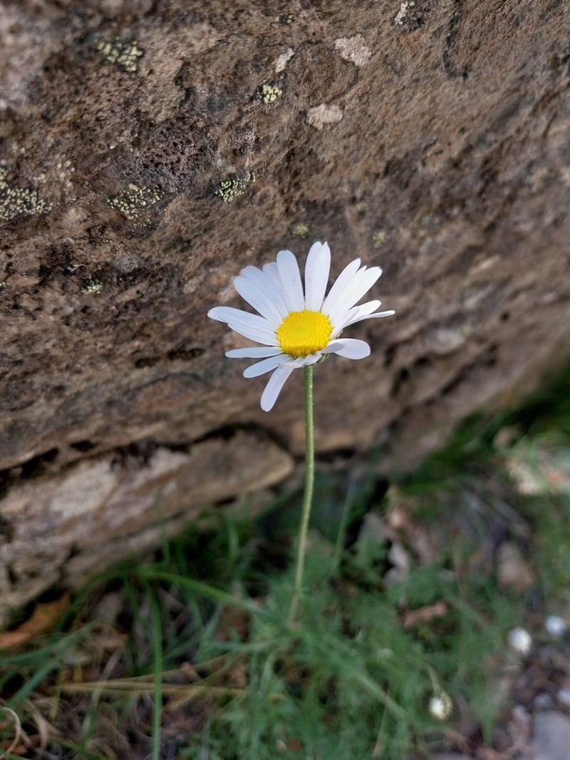 Leucanthemum corsicum photo 8
