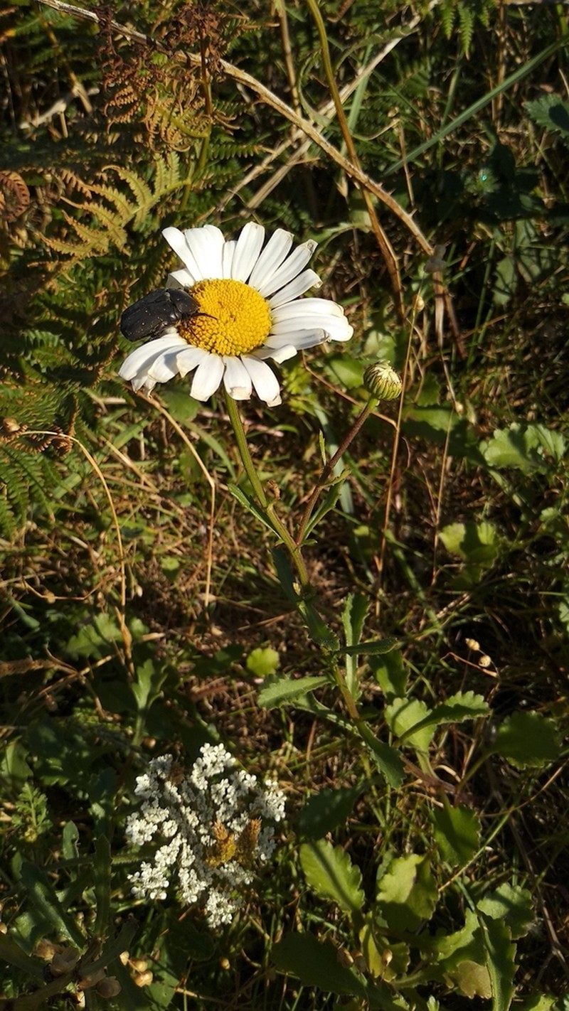 Leucanthemum crassifolium photo 2