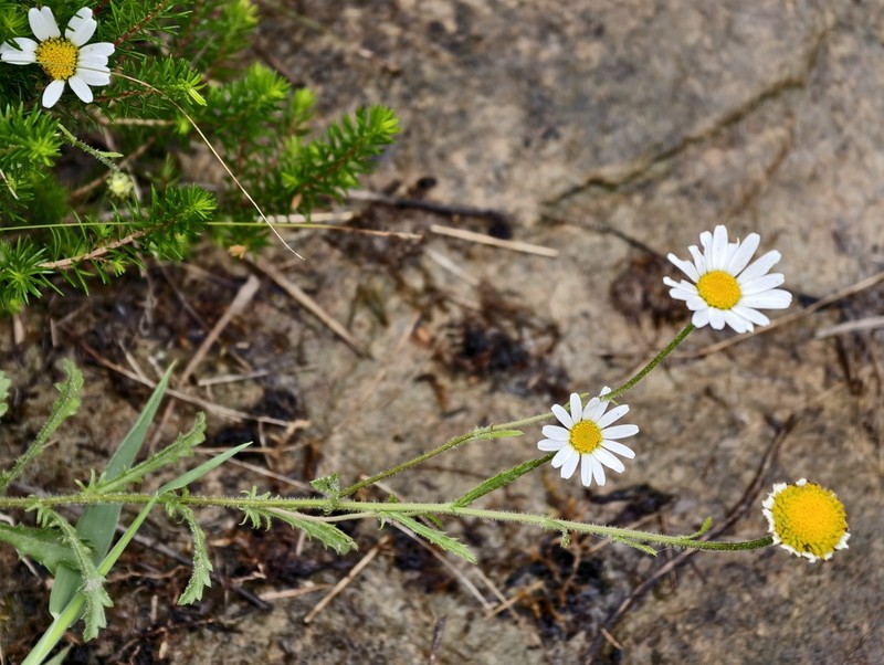 Leucanthemum crassifolium photo 3
