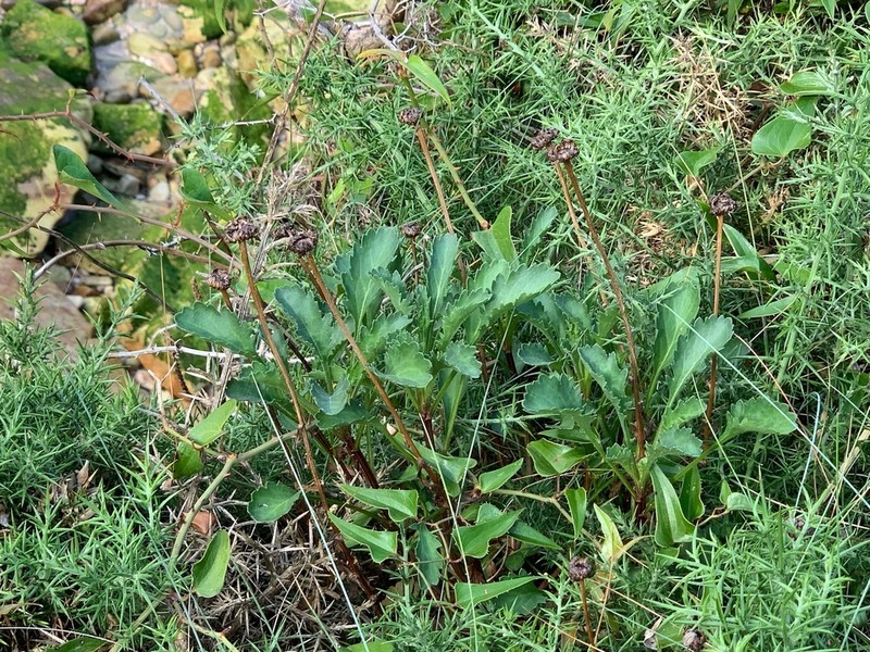Leucanthemum crassifolium photo 5