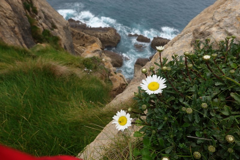 Leucanthemum crassifolium photo 6