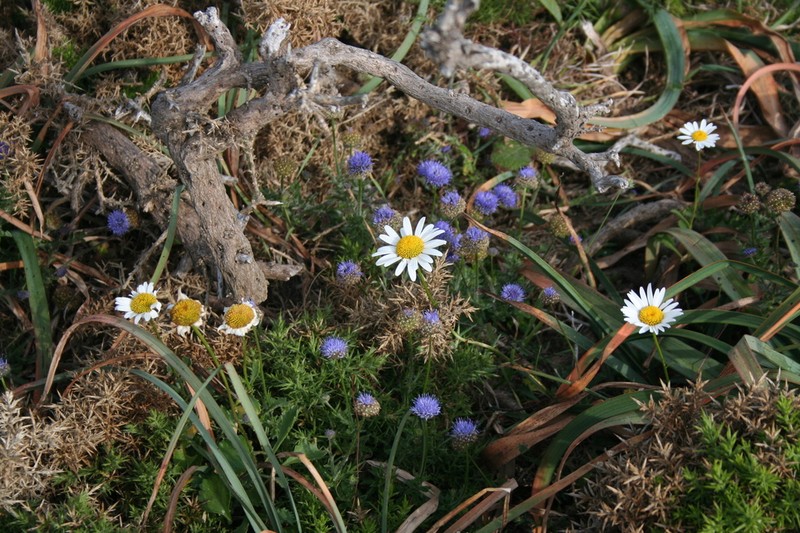 Leucanthemum crassifolium photo 8