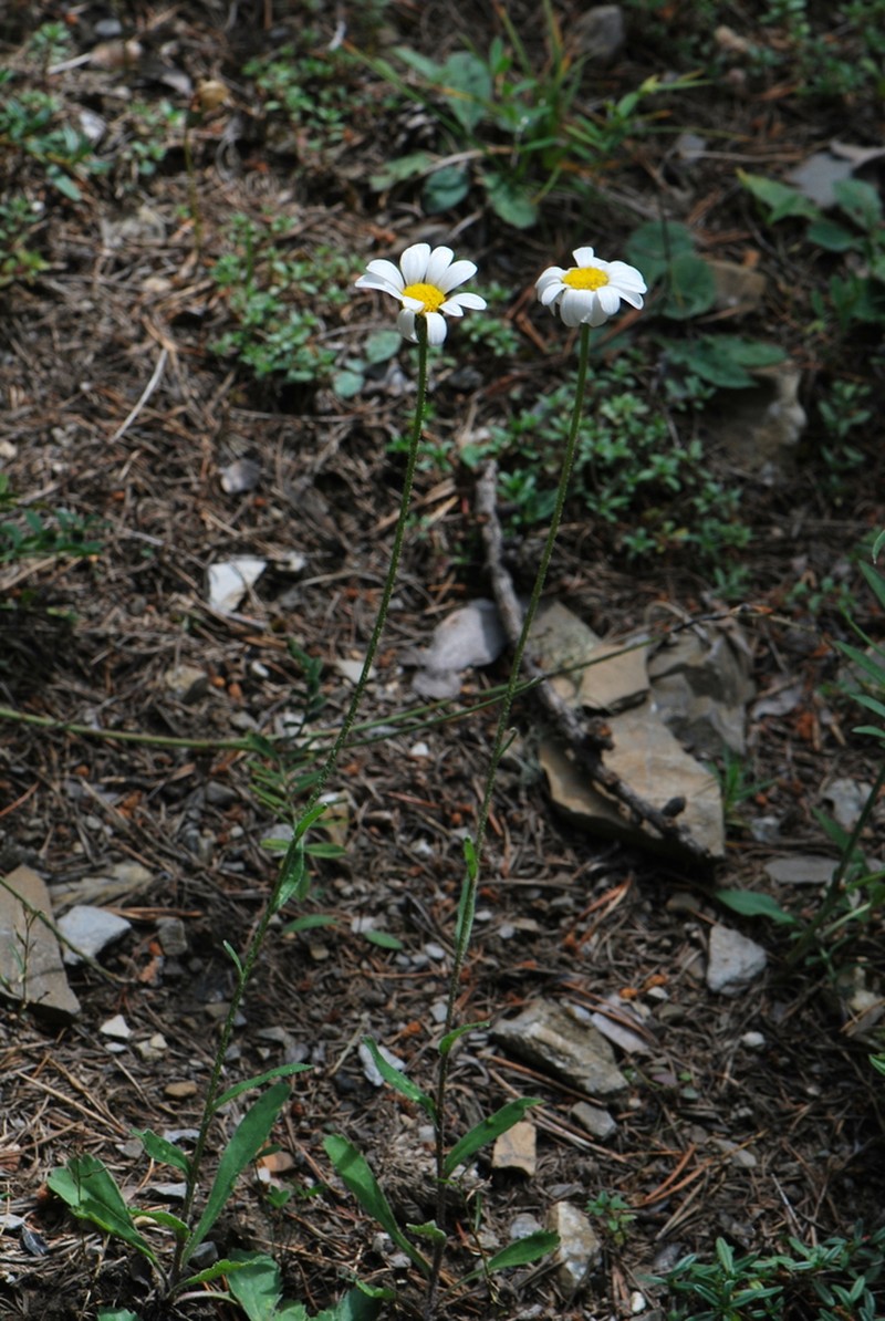 Leucanthemum cuneifolium