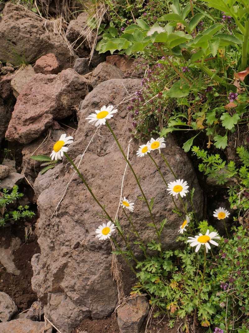 Leucanthemum delarbrei photo 2