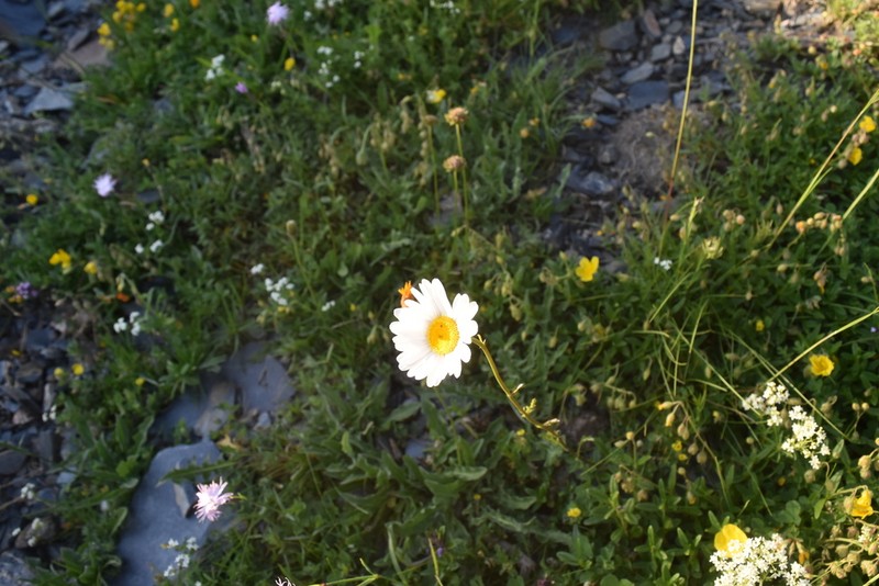 Leucanthemum delarbrei photo 3