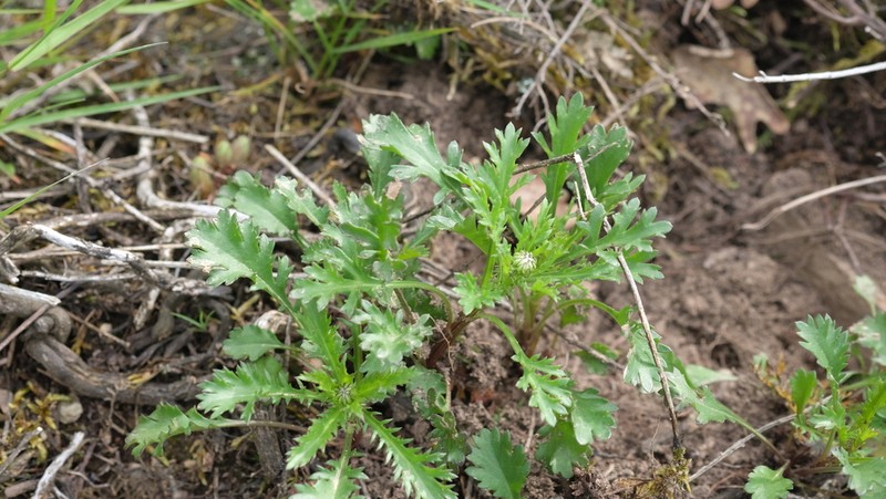 Leucanthemum delarbrei photo 4