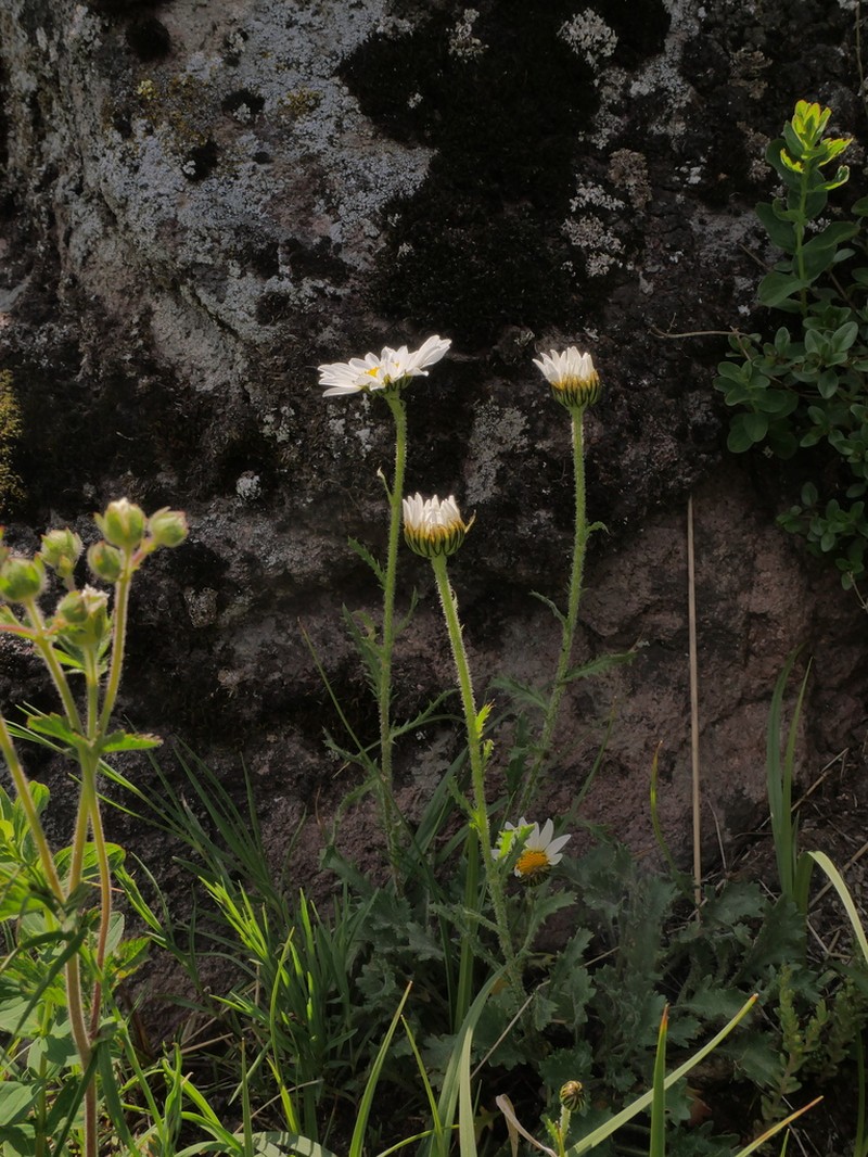 Leucanthemum delarbrei photo 5