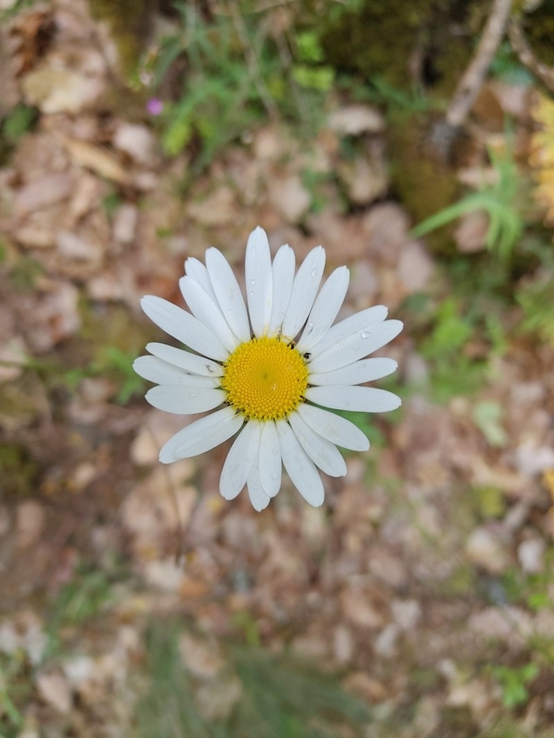 Leucanthemum delarbrei photo 7